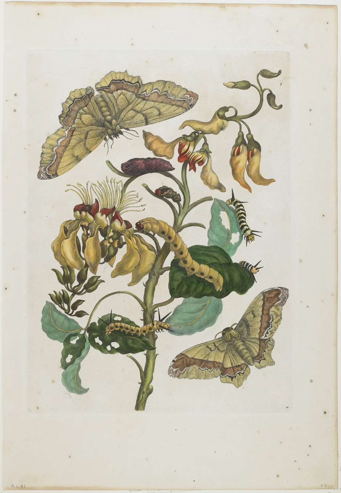 Caterpillars and winged insects are arranged around the leaves and red flowers of a plant in a hand-coloured natural-history print.