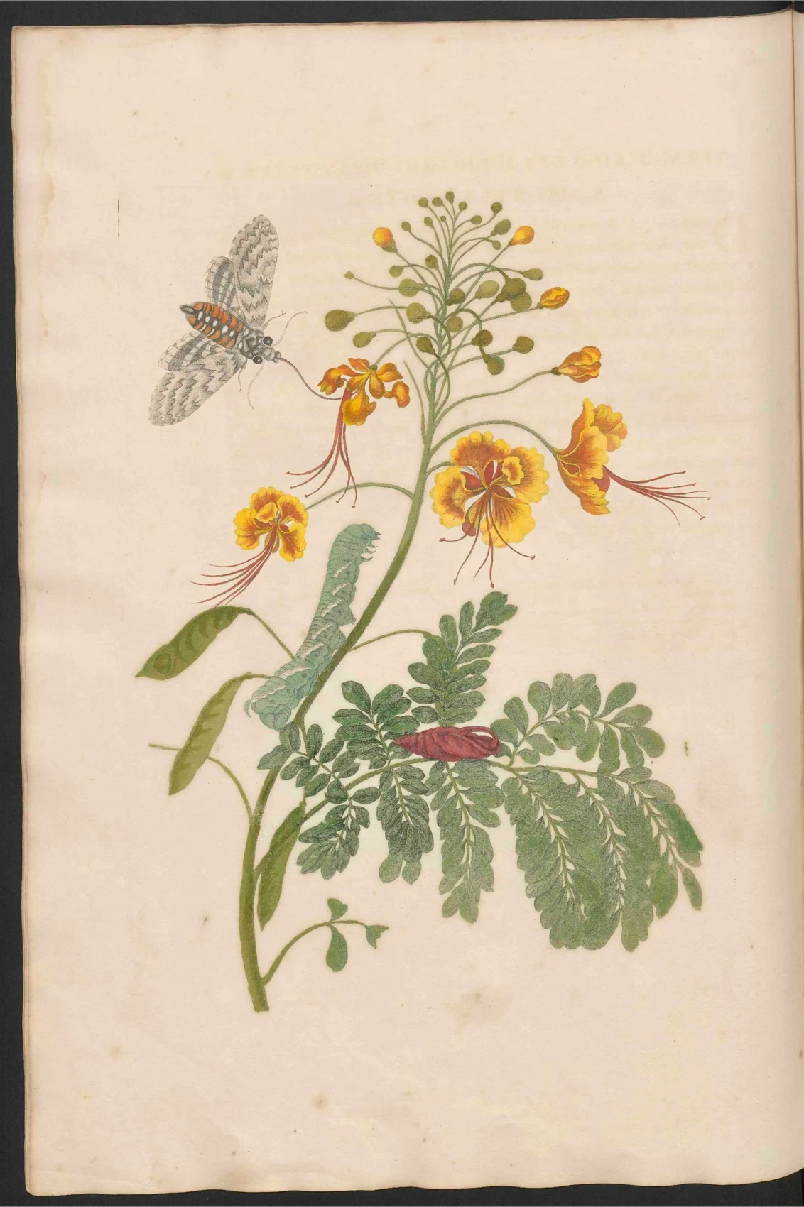Plate 45 shows a flowering peacock-flower plant with a caterpillar, pupa and moth arranged around its leaves and branches.