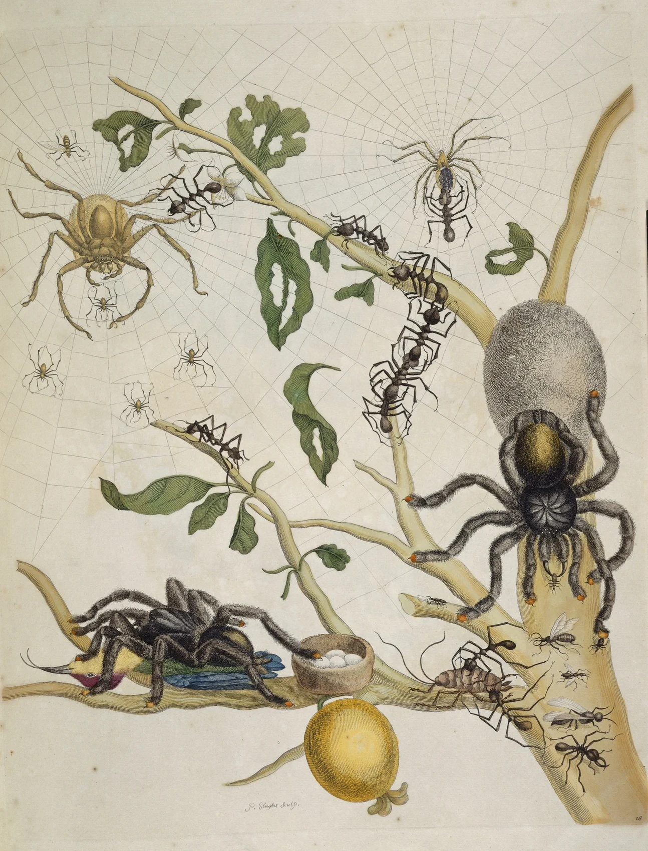 Spiders, ants and other animals are brought together on the branches of a guava plant in a natural-history plate.