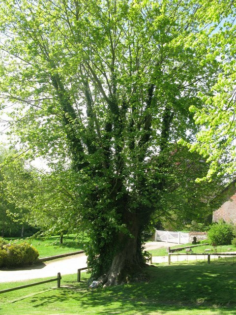 A mature leafy tree stands on the village green at Tolpuddle, beside a bench and low fence.