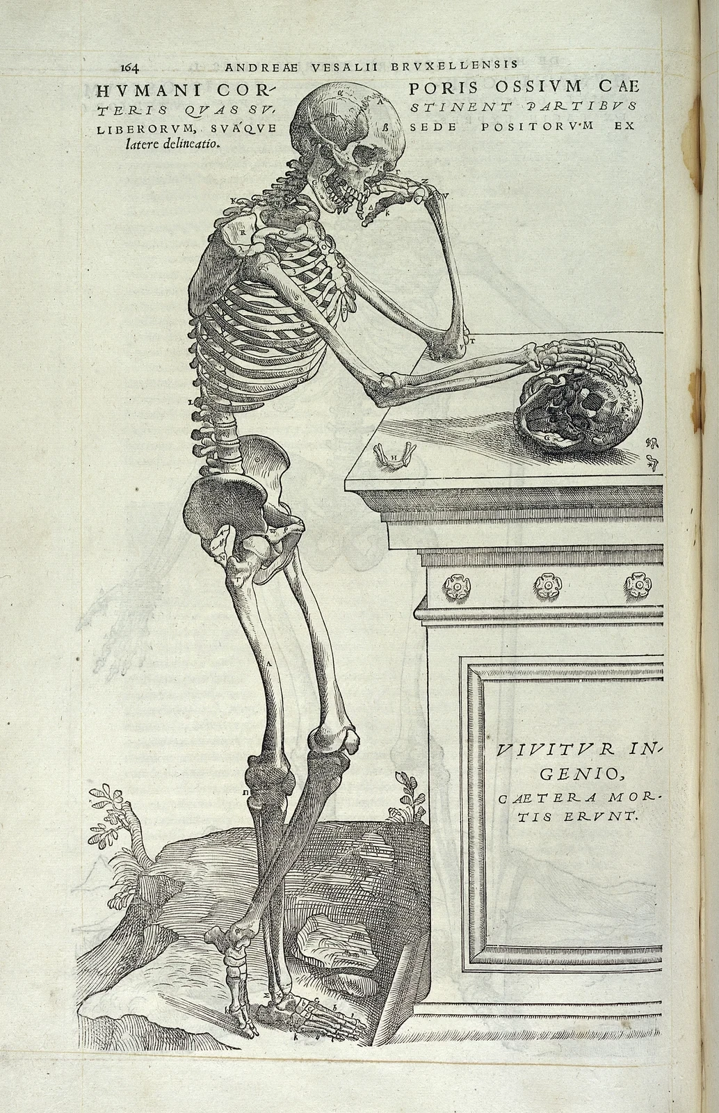 A human skeleton rests one arm on a pedestal and turns its head toward a skull in a sixteenth-century anatomical illustration.