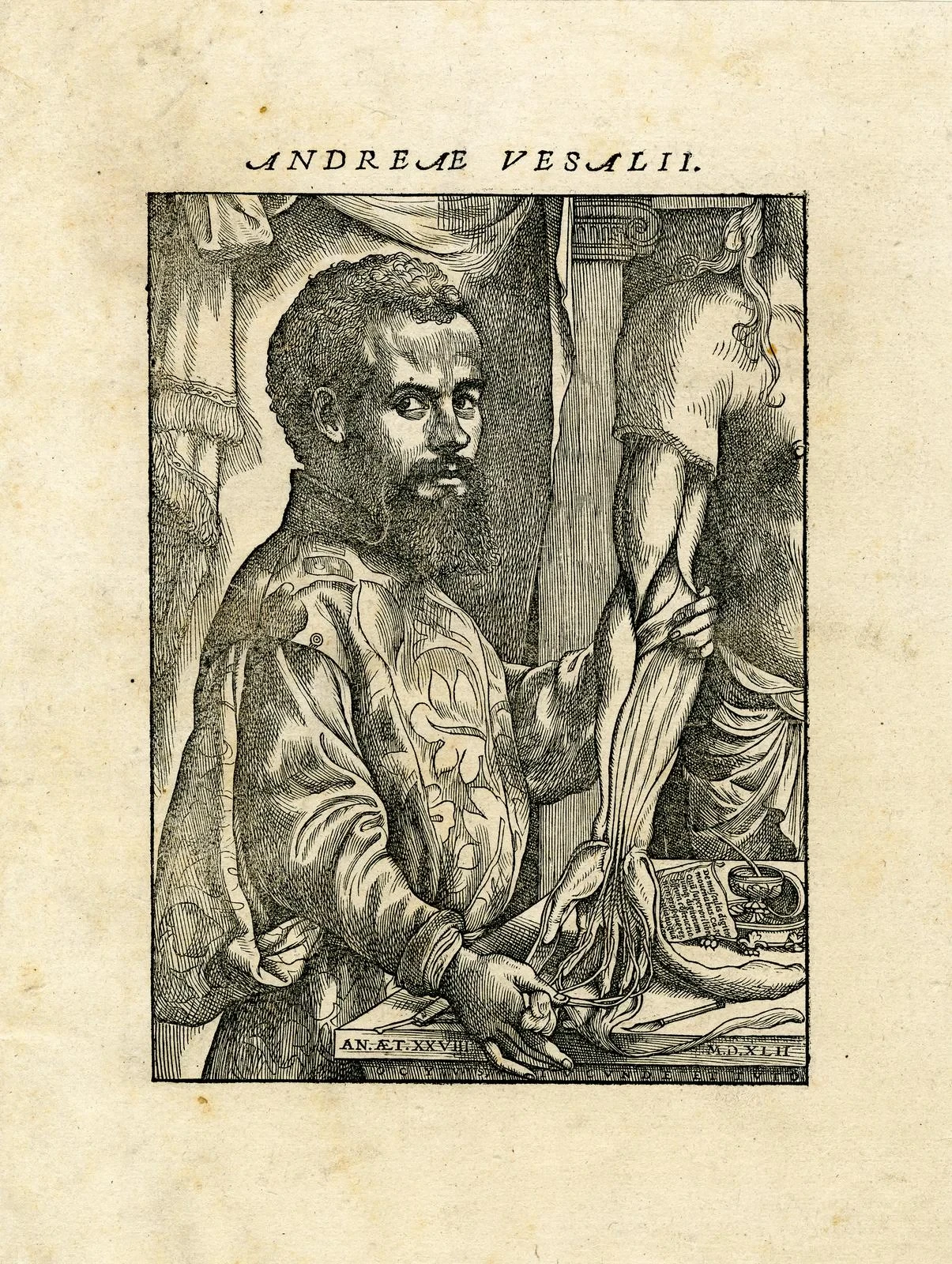 A portrait of Vesalius facing the viewer while holding and dissecting an arm on a table.